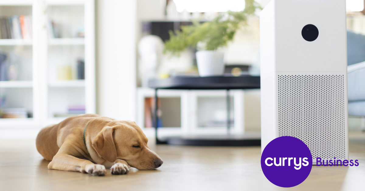 Air purifier vs. dehumidifier: Which one is best for your home?