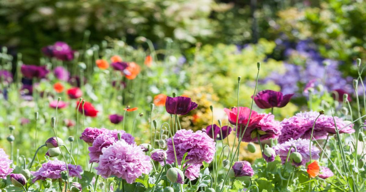 The landlord's essential guide to garden maintenance
