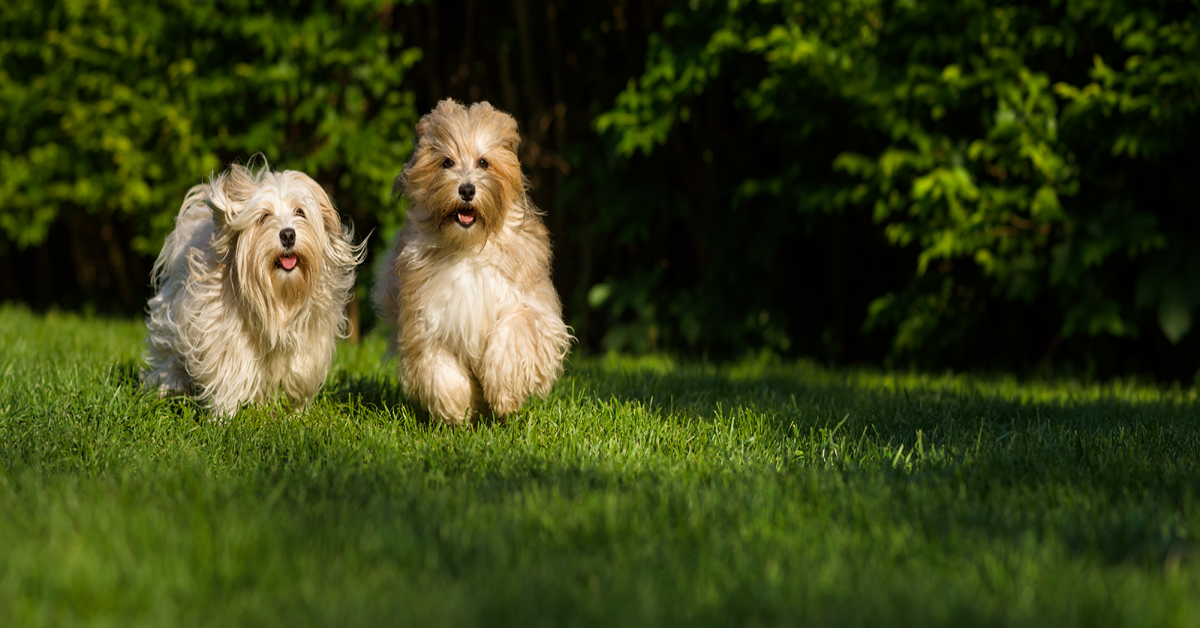 Government revises model tenancy agreement to allow for pets