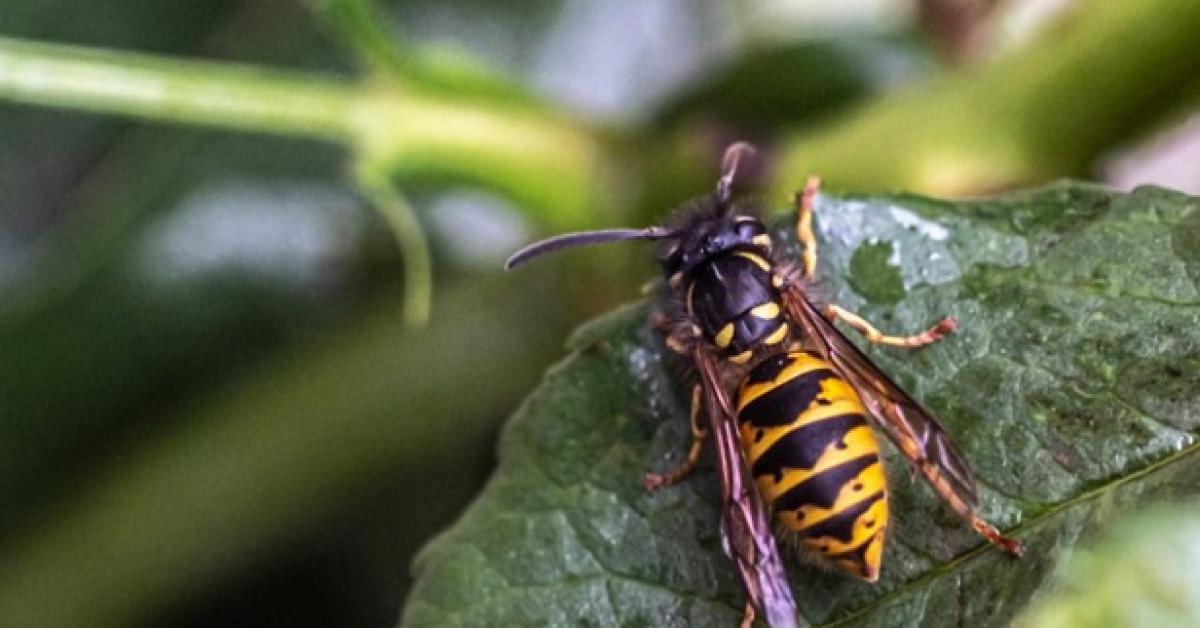 Forum Spotlight: Are wasps nests a landlords or a tenants responsibility to remove?