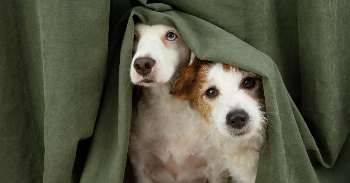 Lets with pets: What you need to know