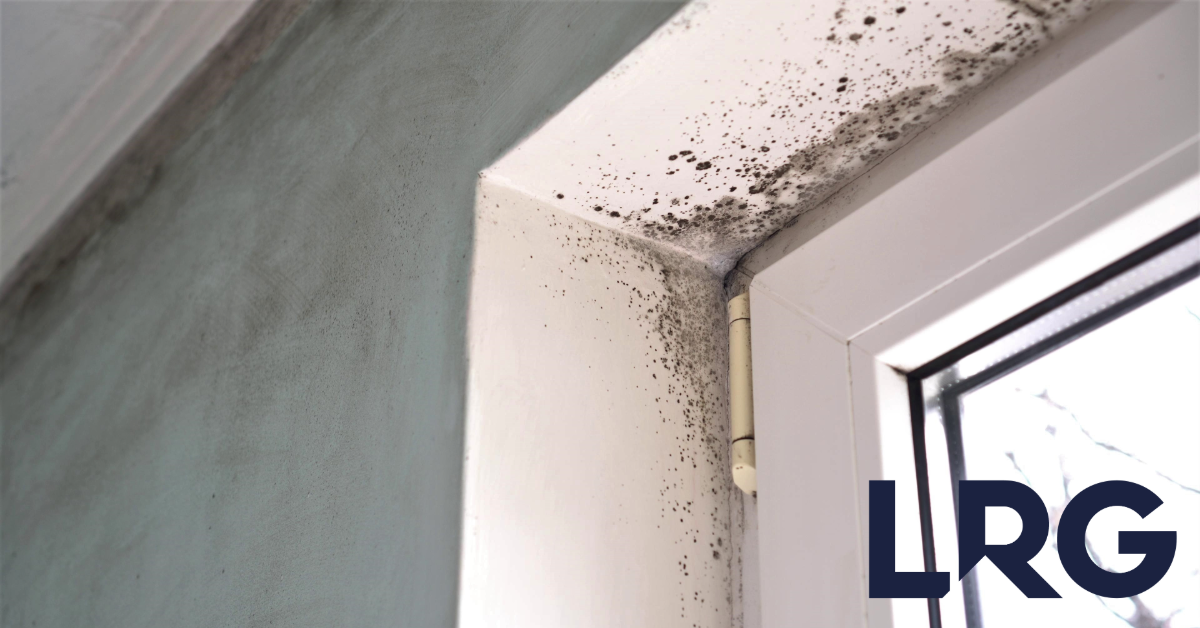 What responsibilities do landlords have regarding mould and damp in their rental property?