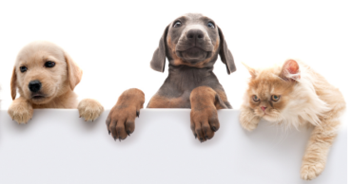 National Pet Month: Guidance for pets in properties